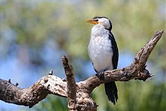 Little Pied Cormorant